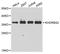 KH domain-containing, RNA-binding, signal transduction-associated protein 2 antibody, STJ29933, St John