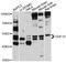 Growth Differentiation Factor 10 antibody, abx125872, Abbexa, Western Blot image 