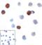 T Cell Immunoreceptor With Ig And ITIM Domains antibody, RF16058, ProSci Inc, Immunocytochemistry image 