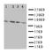 Sp4 Transcription Factor antibody, orb11666, Biorbyt, Western Blot image 