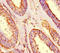 Shroom Family Member 3 antibody, orb45358, Biorbyt, Immunohistochemistry paraffin image 