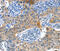 Alkaline Phosphatase, Placental antibody, MBS2520937, MyBioSource, Immunohistochemistry frozen image 