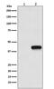 Neuraminidase antibody, M30971-2, Boster Biological Technology, Western Blot image 