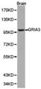 GluR-C antibody, TA326959, Origene, Western Blot image 