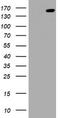 Protocadherin-7 antibody, CF505448, Origene, Western Blot image 