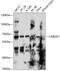 CDK5 and ABL1 enzyme substrate 1 antibody, 13-587, ProSci, Western Blot image 