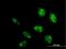 DNA-directed RNA polymerases I and III subunit RPAC2 antibody, H00051082-B01P, Novus Biologicals, Immunofluorescence image 