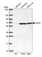 U2 Small Nuclear RNA Auxiliary Factor 2 antibody, NBP2-33397, Novus Biologicals, Western Blot image 