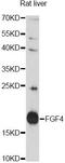 HSTF-1 antibody, A14731, ABclonal Technology, Western Blot image 
