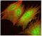 Cadherin Related 23 antibody, orb107423, Biorbyt, Immunofluorescence image 