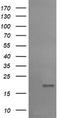 Ubiquitin-conjugating enzyme E2 G2 antibody, CF505288, Origene, Western Blot image 