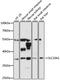 Solute Carrier Family 10 Member 2 antibody, LS-C747916, Lifespan Biosciences, Western Blot image 
