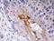 Nf68 antibody, AP20786PU-N, Origene, Immunohistochemistry frozen image 