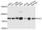 Polo Like Kinase 3 antibody, A8674, ABclonal Technology, Western Blot image 