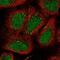 Exocyst Complex Component 6 antibody, NBP2-56157, Novus Biologicals, Immunofluorescence image 