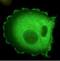 dsDNA antibody, orb389022, Biorbyt, Immunocytochemistry image 