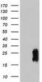 Transgelin antibody, CF503092, Origene, Western Blot image 