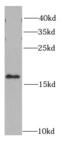 HB-GAM antibody, FNab06926, FineTest, Western Blot image 