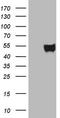 Paraoxonase 3 antibody, TA807380, Origene, Western Blot image 