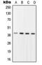 Replication Factor C Subunit 2 antibody, MBS820775, MyBioSource, Western Blot image 