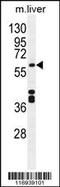 Cytochrome P450 Family 1 Subfamily A Member 2 antibody, 55-783, ProSci, Western Blot image 