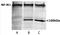 Nfm antibody, TA336622, Origene, Western Blot image 