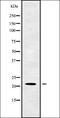 Neurensin-2 antibody, orb338477, Biorbyt, Western Blot image 