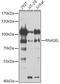 Ribonuclease L antibody, GTX64577, GeneTex, Western Blot image 