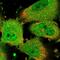 CHM Like Rab Escort Protein antibody, NBP1-87142, Novus Biologicals, Immunofluorescence image 