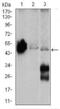 Enolase 2 antibody, GTX60625, GeneTex, Western Blot image 