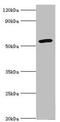 Cytochrome P450 2F1 antibody, orb353018, Biorbyt, Western Blot image 