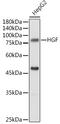 Hepatocyte Growth Factor antibody, GTX32651, GeneTex, Western Blot image 