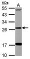 Dehydrogenase/Reductase 2 antibody, PA5-32128, Invitrogen Antibodies, Western Blot image 