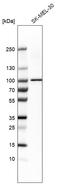 Transient Receptor Potential Cation Channel Subfamily V Member 2 antibody, HPA044993, Atlas Antibodies, Western Blot image 