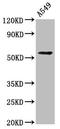 Protein THEMIS2 antibody, LS-C681542, Lifespan Biosciences, Western Blot image 