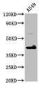 Dimethyladenosine transferase 1, mitochondrial antibody, LS-C672810, Lifespan Biosciences, Western Blot image 