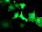 Low Density Lipoprotein Receptor Adaptor Protein 1 antibody, LS-C173471, Lifespan Biosciences, Immunofluorescence image 
