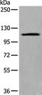 Xylosyltransferase 1 antibody, PA5-67627, Invitrogen Antibodies, Western Blot image 