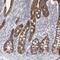 Filamin Binding LIM Protein 1 antibody, HPA025287, Atlas Antibodies, Immunohistochemistry frozen image 