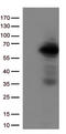 Interferon Regulatory Factor 3 antibody, TA500465, Origene, Western Blot image 