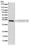 Gap Junction Protein Delta 2 antibody, 710225, Invitrogen Antibodies, Western Blot image 