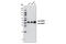 Erk1 antibody, 4348S, Cell Signaling Technology, Western Blot image 