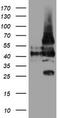 Leucine Rich Repeat Containing 25 antibody, LS-C174027, Lifespan Biosciences, Western Blot image 