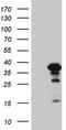 Zinc Finger CCCH-Type Containing 8 antibody, TA808343, Origene, Western Blot image 