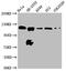Mastermind Like Transcriptional Coactivator 2 antibody, CSB-PA809028LA01HU, Cusabio, Western Blot image 