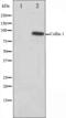 NIMA Related Kinase 7 antibody, orb226985, Biorbyt, Western Blot image 