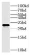Chromosome 11 Open Reading Frame 54 antibody, FNab01005, FineTest, Western Blot image 