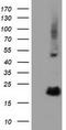 RB Binding Protein 9, Serine Hydrolase antibody, TA501718, Origene, Western Blot image 