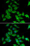 Serine/threonine-protein kinase 3 antibody, MBS9127476, MyBioSource, Immunofluorescence image 