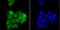 p220 antibody, A02878-1, Boster Biological Technology, Immunocytochemistry image 